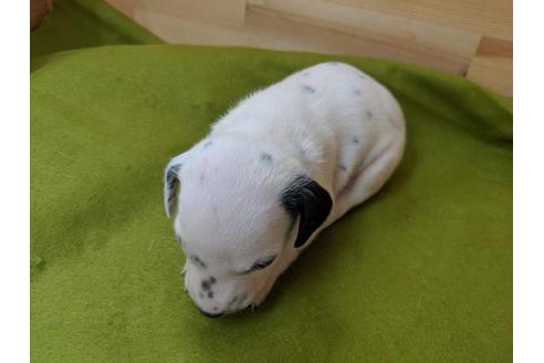 成約済の愛知県のダルメシアン-79845の2枚目