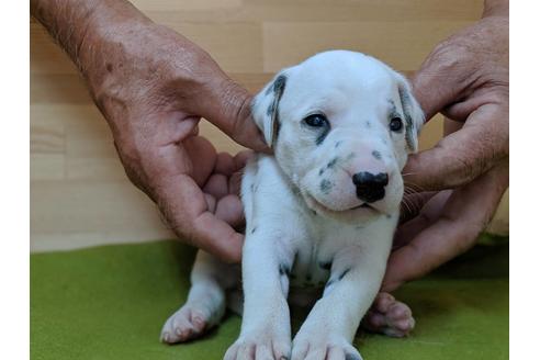 成約済の愛知県のダルメシアン-79846