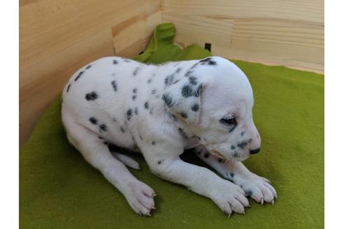 成約済の愛知県のダルメシアン-79846の2枚目