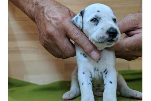 成約済の愛知県のダルメシアン-79847の5枚目