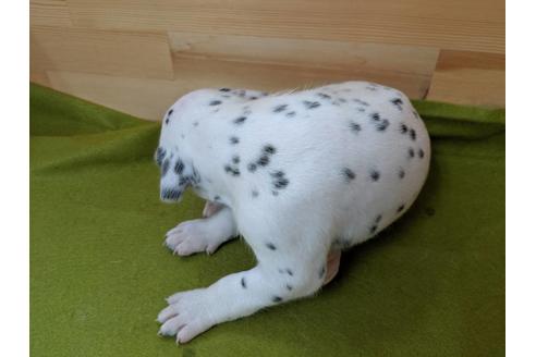 成約済の愛知県のダルメシアン-79847の4枚目