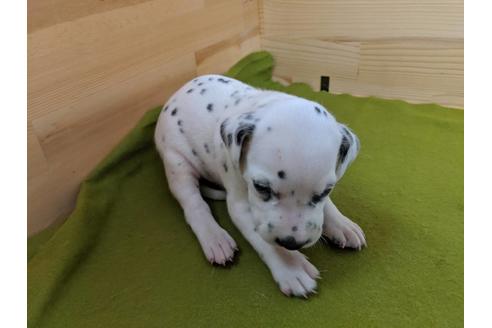 成約済の愛知県のダルメシアン-79847の3枚目