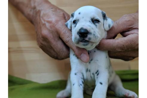 成約済の愛知県のダルメシアン-79847の2枚目