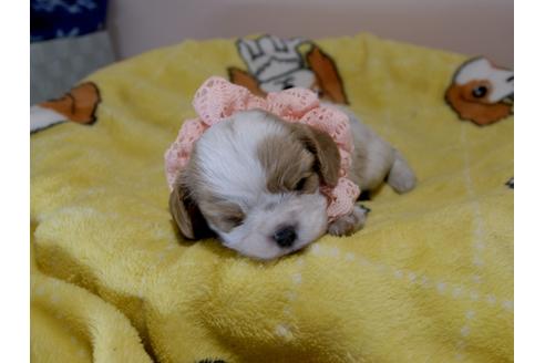 成約済の埼玉県のキャバリアキングチャールズスパニエル-79859の9枚目