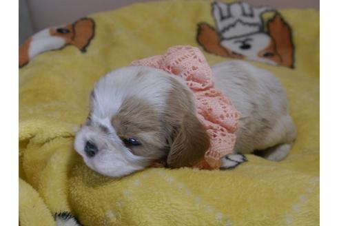 成約済の埼玉県のキャバリアキングチャールズスパニエル-79859の7枚目