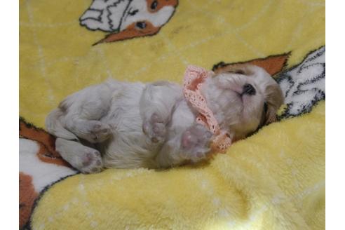 成約済の埼玉県のキャバリアキングチャールズスパニエル-79859の6枚目