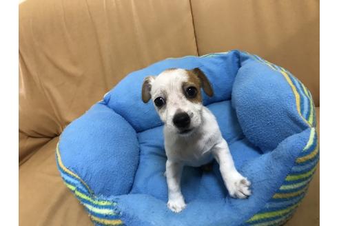 成約済の栃木県のジャックラッセルテリア-78507