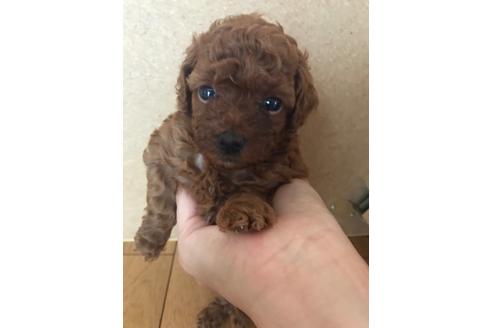 成約済の静岡県のトイプードル-79602の1枚目