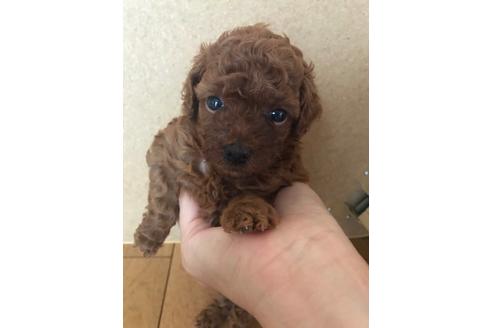 成約済の静岡県のトイプードル-79602の2枚目