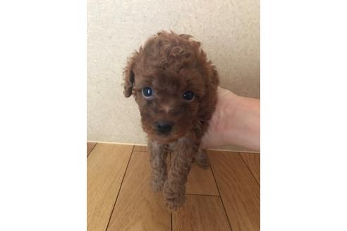 成約済の静岡県のトイプードル-79601の1枚目