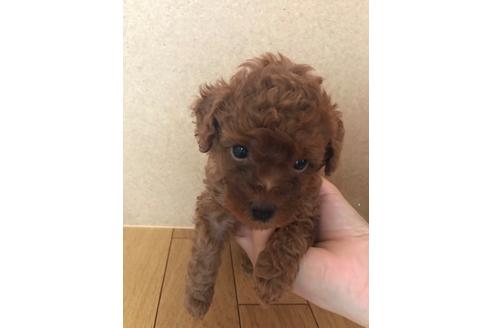 成約済の静岡県のトイプードル-79601の2枚目