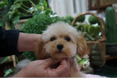 成約済の京都府のティーカッププードル-74584の1枚目