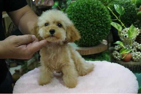 成約済の京都府のティーカッププードル-74584の3枚目