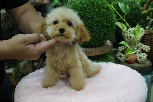 成約済の京都府のティーカッププードル-74584の2枚目