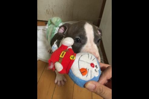 成約済の佐賀県のアメリカンピットブルテリア-75135の13枚目