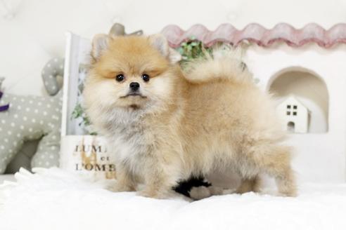 佐賀県のポメラニアン 男の子 2019 07 14生まれ オレンジ 子犬id 77669 ブリーダーナビ