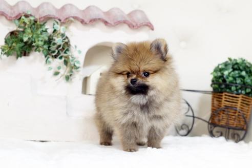 佐賀県のポメラニアン 男の子 2019 07 14生まれ オレンジ 子犬id 77670 ブリーダーナビ