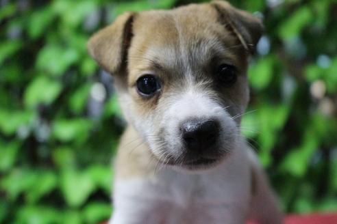 成約済の京都府のジャックラッセルテリア-79962