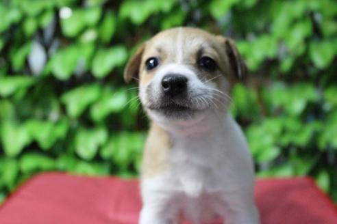 成約済の京都府のジャックラッセルテリア-79962の7枚目