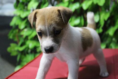 成約済の京都府のジャックラッセルテリア-79962の6枚目