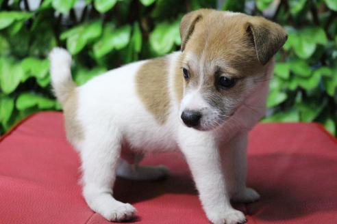 成約済の京都府のジャックラッセルテリア-79962の5枚目