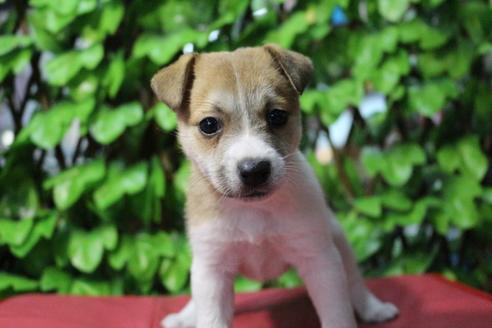 成約済の京都府のジャックラッセルテリア-79962の4枚目