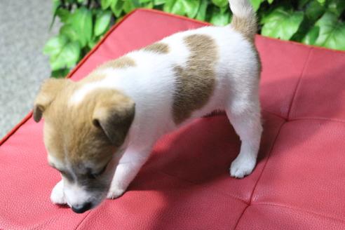 成約済の京都府のジャックラッセルテリア-79962の3枚目