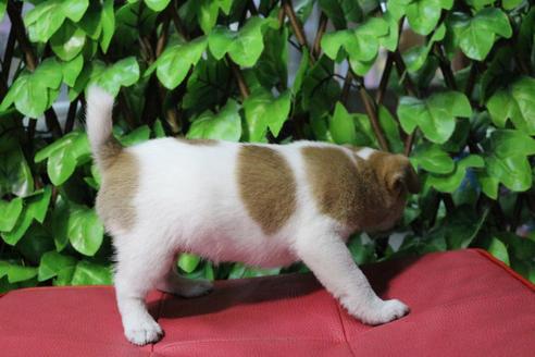 成約済の京都府のジャックラッセルテリア-79962の2枚目