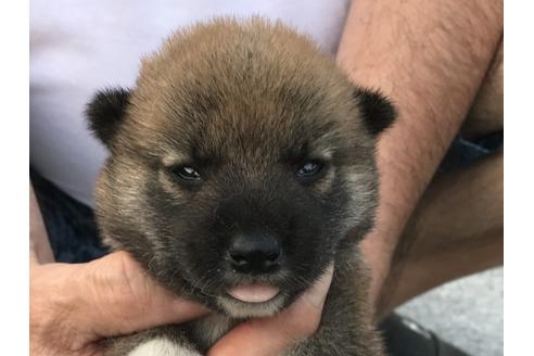 成約済の長崎県の柴犬-79989の10枚目