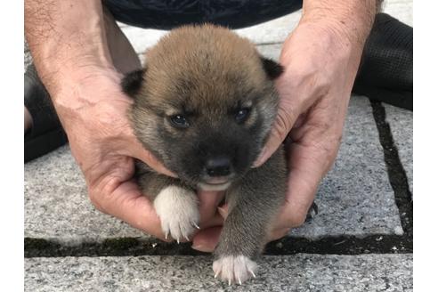 成約済の長崎県の柴犬-79989の9枚目