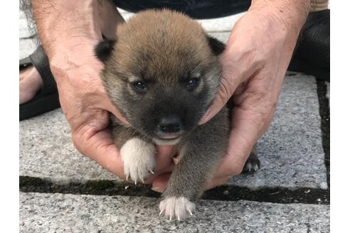 成約済の長崎県の柴犬-79989の8枚目