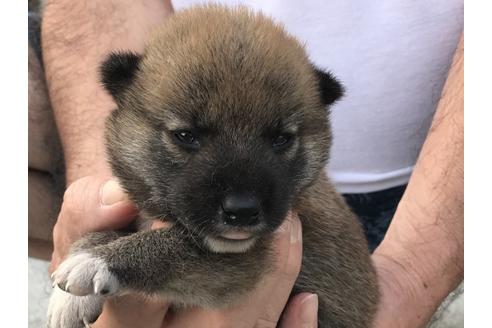 成約済の長崎県の柴犬-79989の7枚目