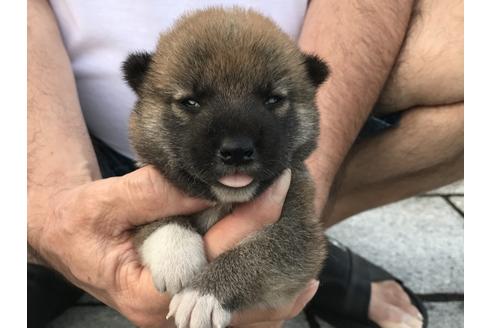 成約済の長崎県の柴犬-79989の6枚目