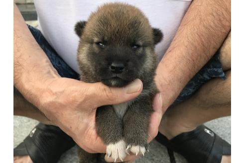 成約済の長崎県の柴犬-79990の9枚目