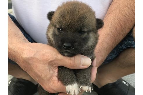 成約済の長崎県の柴犬-79990の8枚目