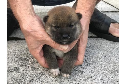 成約済の長崎県の柴犬-79990の7枚目