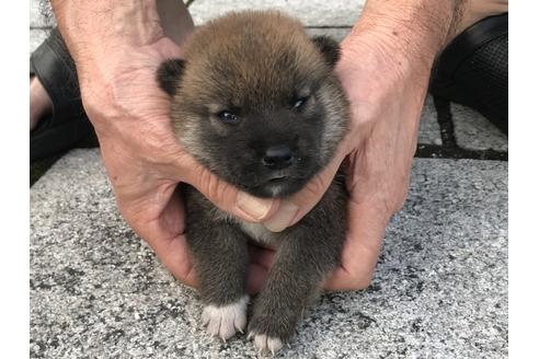 成約済の長崎県の柴犬-79990の6枚目