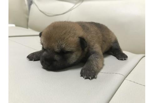 成約済の長崎県の豆柴-79997の3枚目