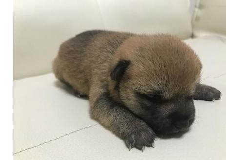 成約済の長崎県の豆柴-79997の2枚目