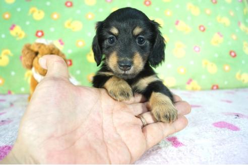 成約済の兵庫県のミニチュアダックスフンド(ロングヘアード)-80059の7枚目