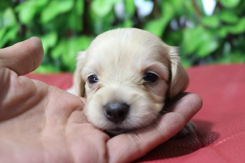 成約済の京都府のチワックス:チワワ×ミニチュアダックスフンド-80074