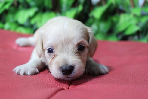 成約済の京都府のチワックス:チワワ×ミニチュアダックスフンド-80074の5枚目