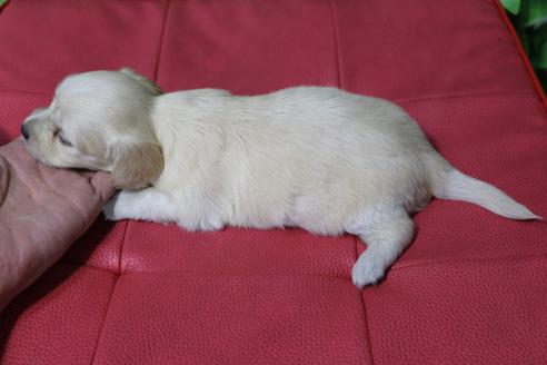 成約済の京都府のチワックス:チワワ×ミニチュアダックスフンド-80074の4枚目