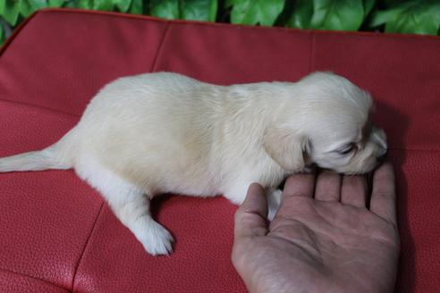 成約済の京都府のチワックス:チワワ×ミニチュアダックスフンド-80074の3枚目