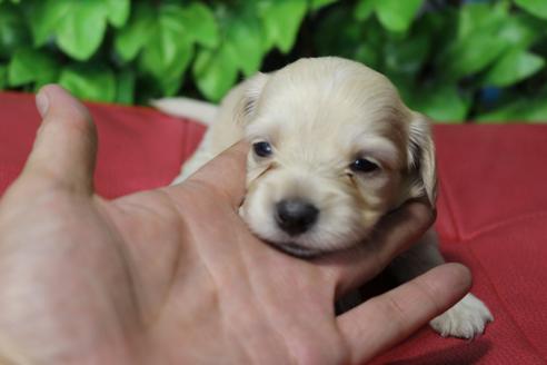 成約済の京都府のチワックス:チワワ×ミニチュアダックスフンド-80074の2枚目