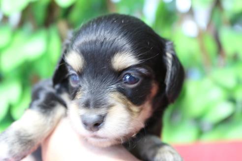 成約済の京都府のチワックス:チワワ×ミニチュアダックスフンド-80077の5枚目