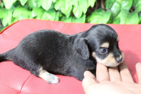 成約済の京都府のチワックス:チワワ×ミニチュアダックスフンド-80077の2枚目