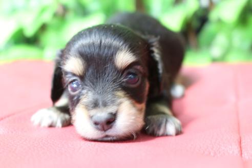 成約済の京都府のチワックス:チワワ×ミニチュアダックスフンド-80077