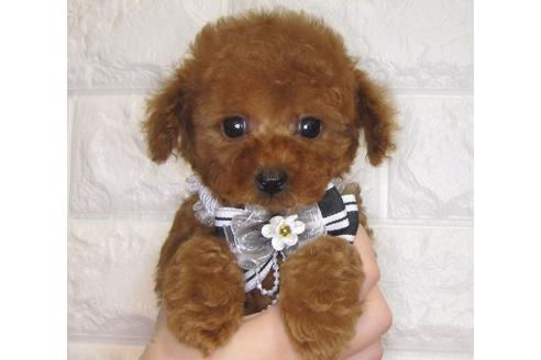 成約済の茨城県のトイプードル-80138の1枚目