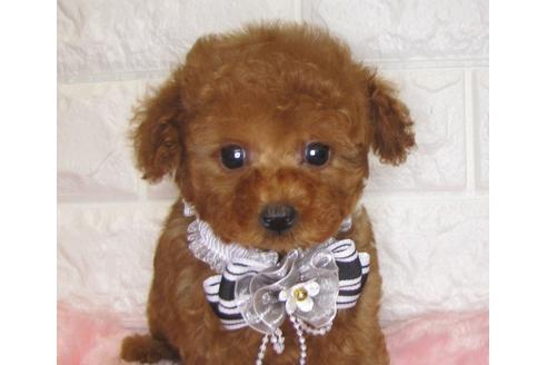 成約済の茨城県のトイプードル-80138の3枚目